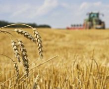 Молдавские фермеры жалуются на снижение почти в два раза цен на все зерновые