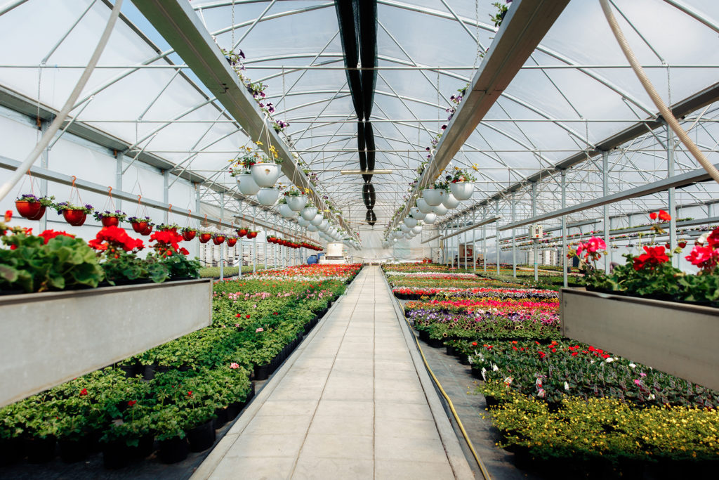 «Компания Geocentru выращивает более 100 сортов цветов» – Аурелия Лелика, предприниматель