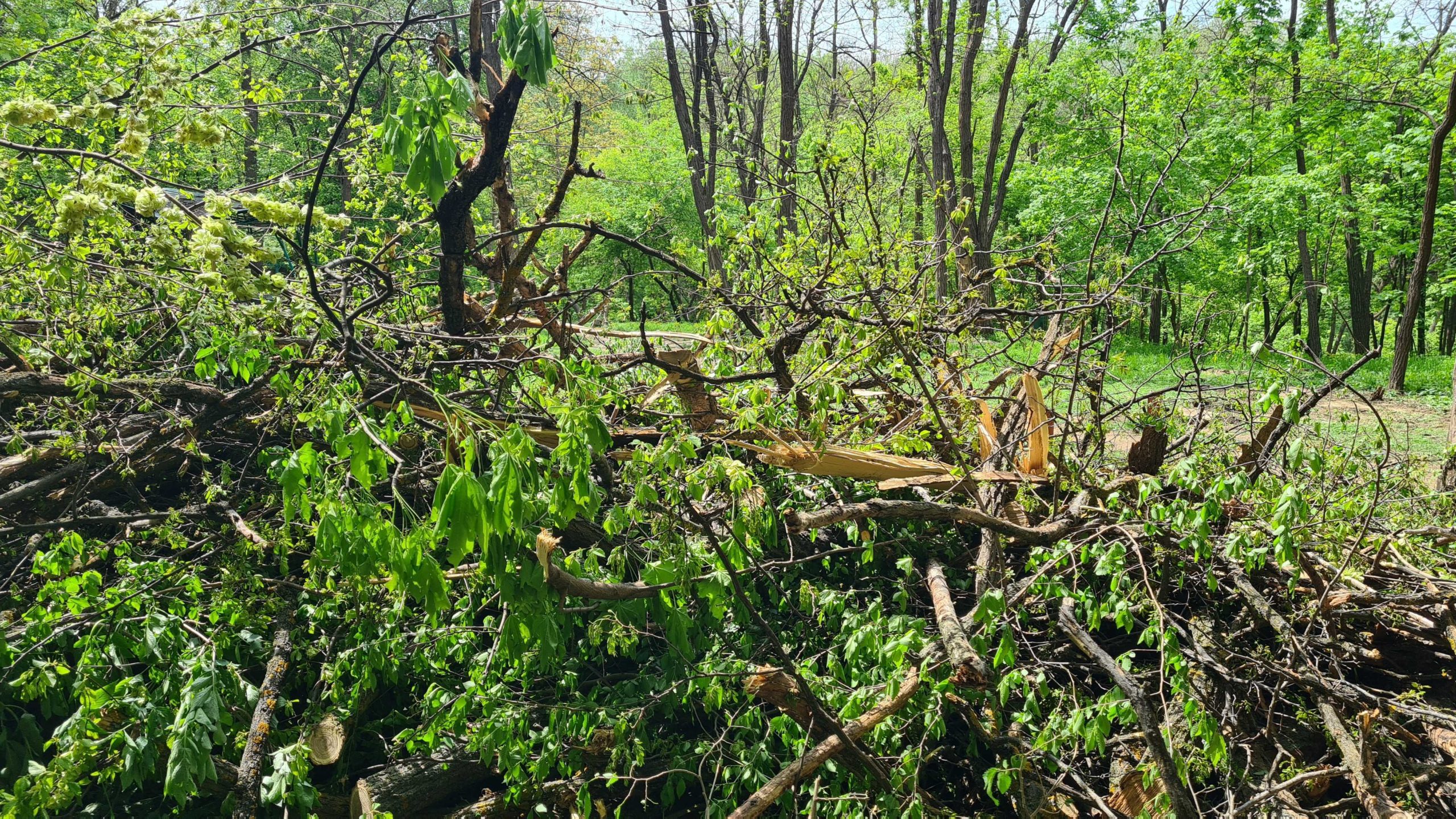 (ФОТО/ВИДЕО) В парке «Валя Морилор» незаконно вырубили 11 деревьев. Кто к этому причастен?