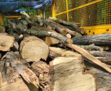 (ФОТО/ВИДЕО) В парке «Валя Морилор» незаконно вырубили 11 деревьев. Кто к этому причастен?