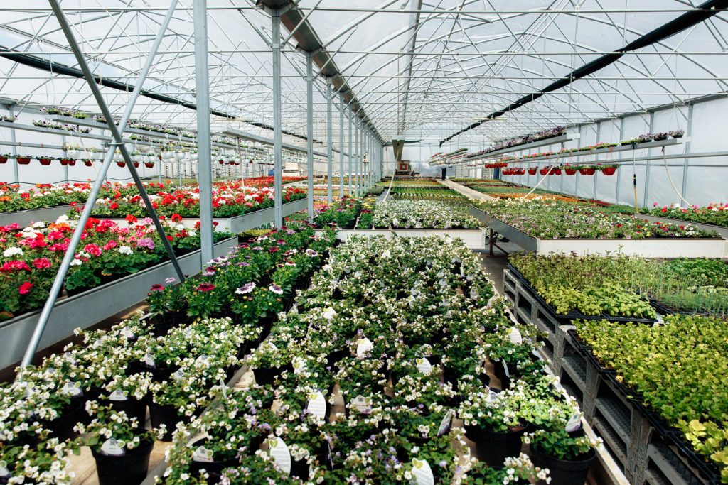 «Компания Geocentru выращивает более 100 сортов цветов» – Аурелия Лелика, предприниматель