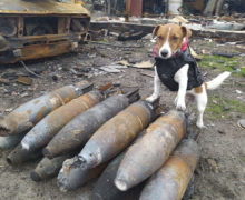 История украинского пса Патрона, который помогает разминировать места недавних боев