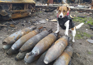 История украинского пса Патрона, который помогает разминировать места недавних боев