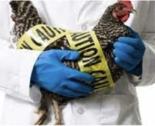 La Ungheni a fost depistat un focar de gripă aviară