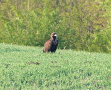 В Молдове вновь заметили редкую птицу — черного грифа