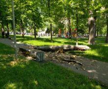 Заявку на чистку этого дерева от Зеленого хозяйства не получали: Комментарий Агентства окружающей среды по поводу смерти ребенка в столичном парке