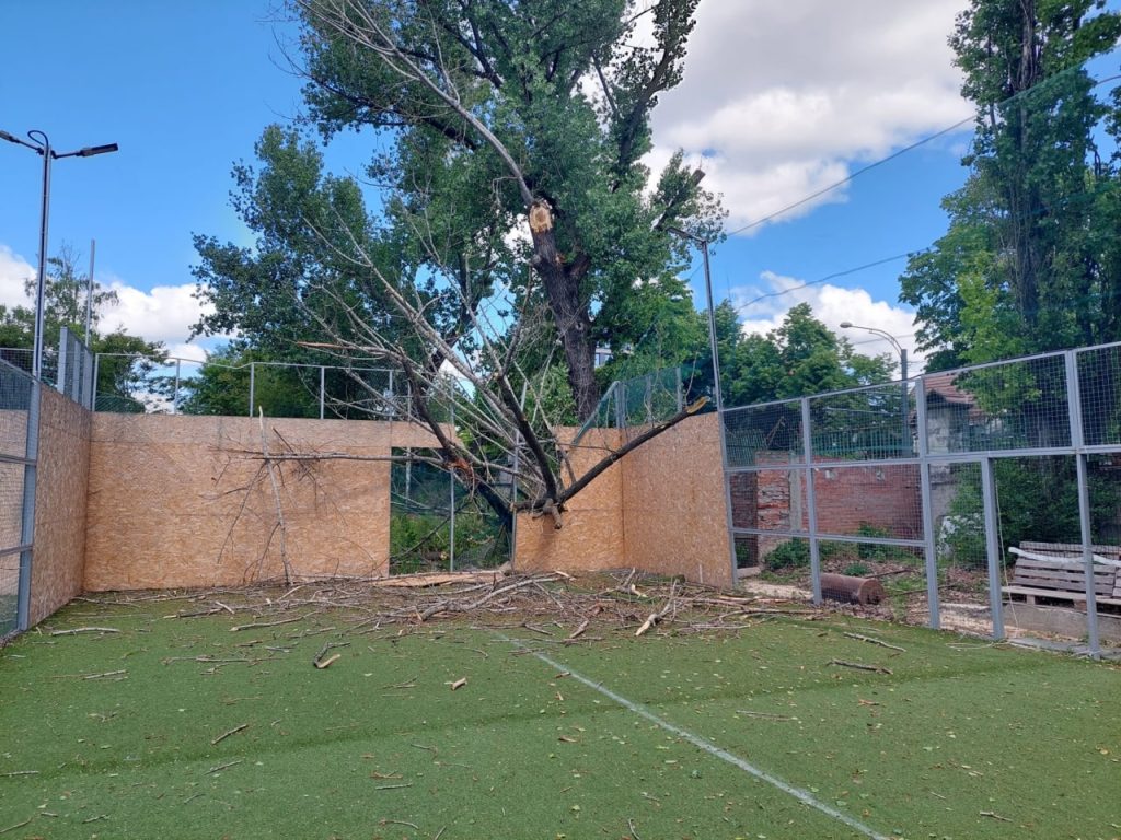 В Кишиневе ветер снова повалил деревья. В том числе и в парке Alunelul
