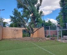 В Кишиневе ветер снова повалил деревья. В том числе и в парке Alunelul