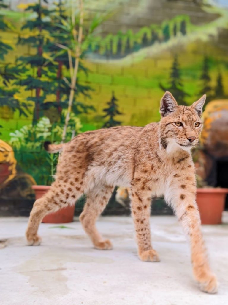 (ФОТО) В зоопарке Кишинева обновили вольеры для хищников