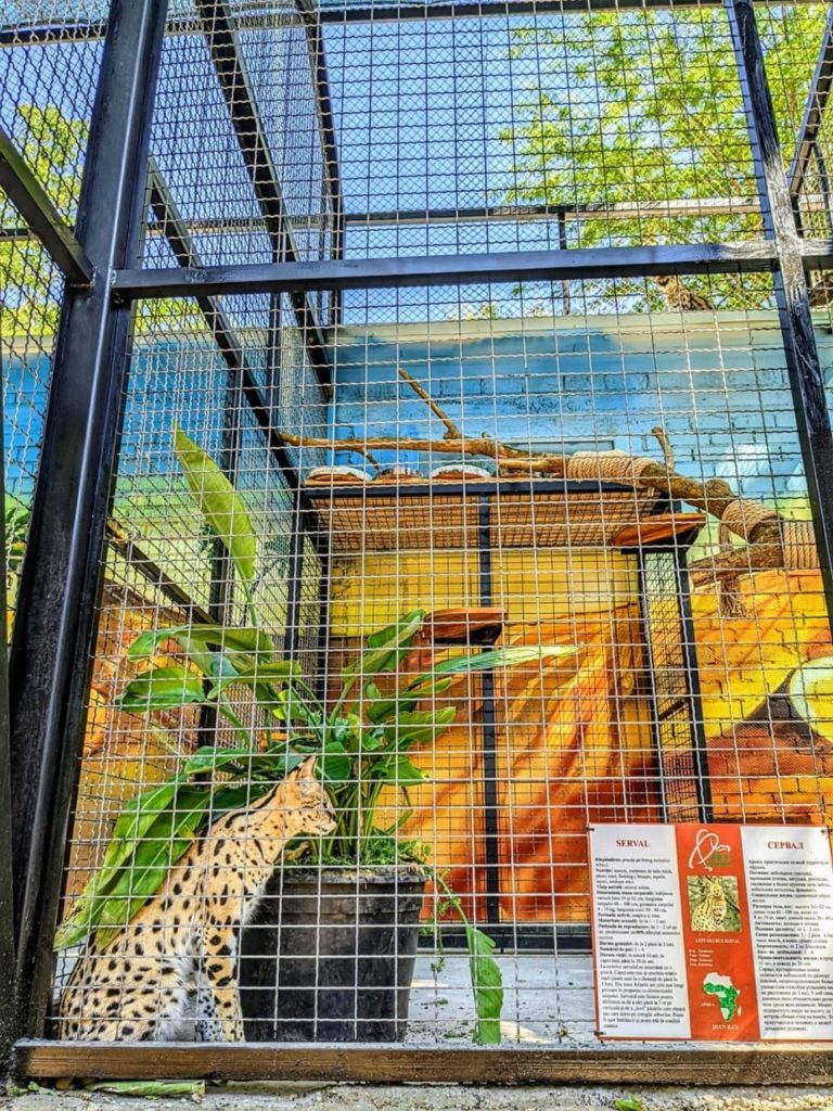 (ФОТО) В зоопарке Кишинева обновили вольеры для хищников