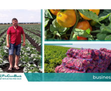 (видео) Предприниматель Андрей Дерменжи и 50 гектаров овощных культур в селе Негурень