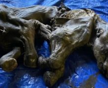 (ВИДЕО) В Канаде золотоискатели нашли мумию мамонтенка, которой больше 30 тыс. лет