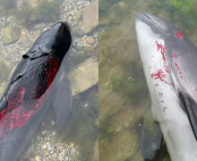 В Черном море массово умирают дельфины. Это может быть последствием войны