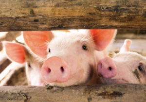Tiraspolul interzice temporar importul cărnii de porc din câteva localități de pe malul drept al Nistrului. Motivul