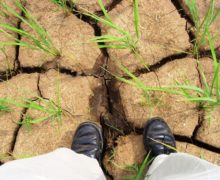 В Молдове фермеры просят объявить чрезвычайное положение в сельском хозяйстве из-за засухи