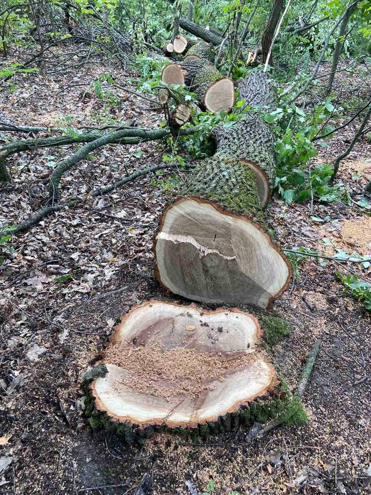 Mor copacii pentru lemne. Defrișări ilegale, depistate la Leova, Ialoveni și Glodeni