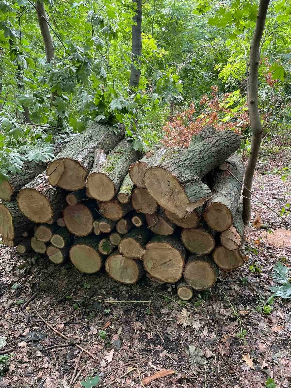 Mor copacii pentru lemne. Defrișări ilegale, depistate la Leova, Ialoveni și Glodeni