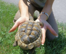 Misterul țestoasei de la Grădina Zoologică a fost dezlegat. Adevărul despre dispariția reptilei