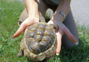 Misterul țestoasei de la Grădina Zoologică a fost dezlegat. Adevărul despre dispariția reptilei