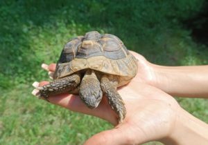 В зоопарк Кишинева вернули украденную черепаху. Администрация проверяет заявление охраны