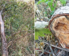 Жителя Леовского района оштрафовали на 2,5 тыс. леев за незаконную вырубку деревьев