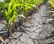 В Молдове от засухи пострадали почти 90% полей кукурузы