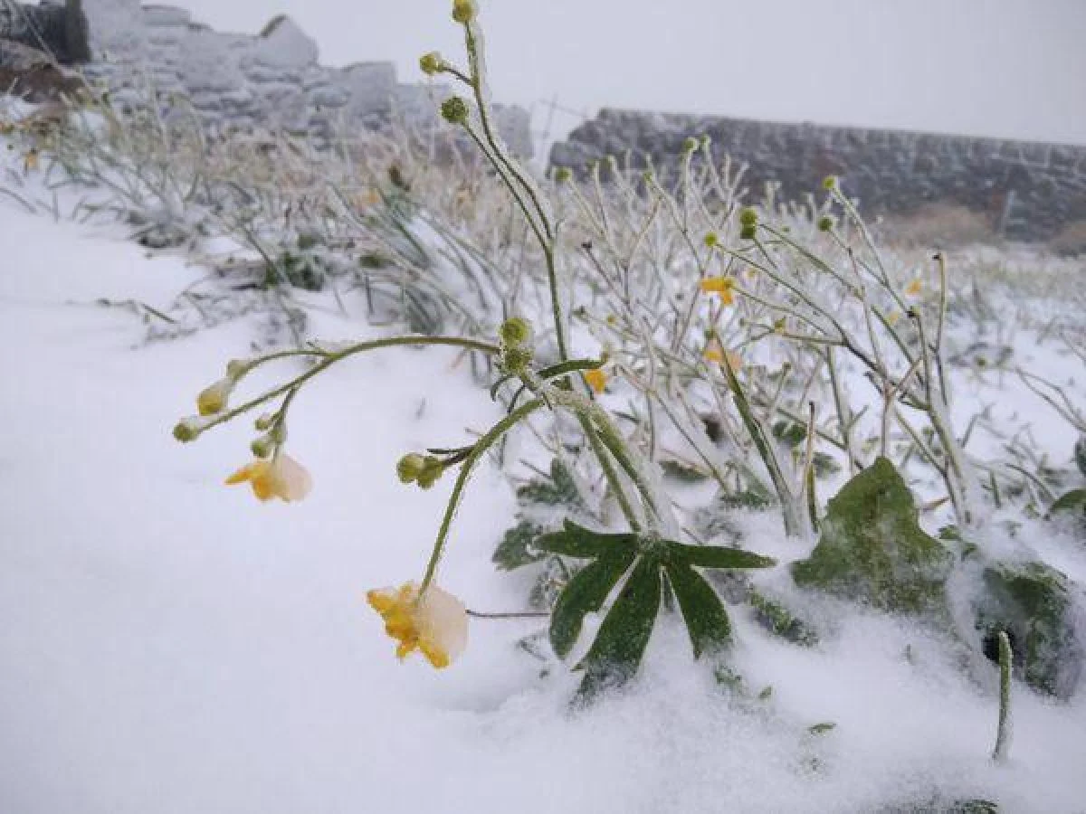 (ФОТО) В Украине выпал первый снег