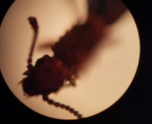 На КПП в Леушенах задержали 23 тонны арахиса с жучками