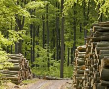 Молдова и дрова. Как власти собираются обеспечить население теплом, увеличив вырубку леса