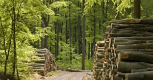 Молдова и дрова. Как власти собираются обеспечить население теплом, увеличив вырубку леса