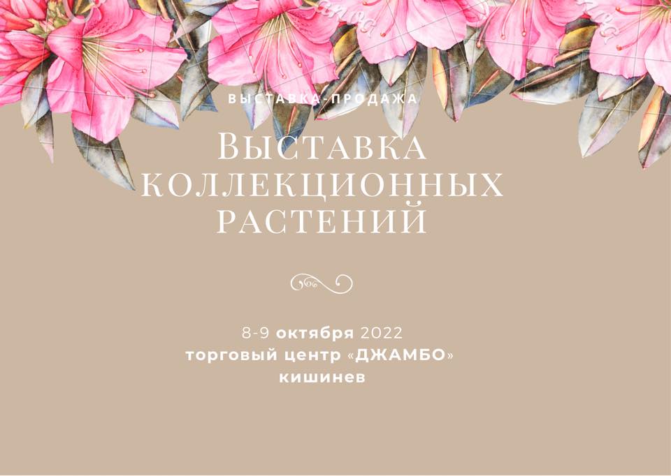 «Кризисное» искусство, театр и коллекционные растения. Арт-гид NM на выходные в Кишиневе. #ВлюбитьсяЗа48часов