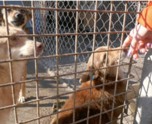 (ВИДЕО) В приюте в Каушанах нечем кормить собак. Волонтеры просят магазины не выбрасывать испорченные продукты