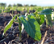 Итальянские инвесторы планируют вложить средства в выращивание в Молдове бобовых