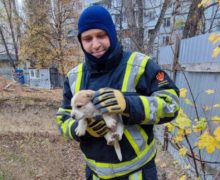 В Кишиневе спасатели вытащили щенка, упавшего в яму