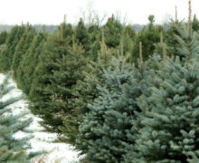 Сколько будут стоить елки в этом году? Moldsilva выставит на продажу 50,4 тыс. деревьев
