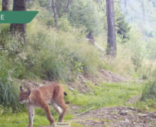 (ВИДЕО) Год за 90 секунд. Скрытая камера сняла жизнь диких животных в горах Фэгэраш