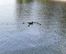 В озере парка Valea Morilor чуть не утонул 12-летний ребенок