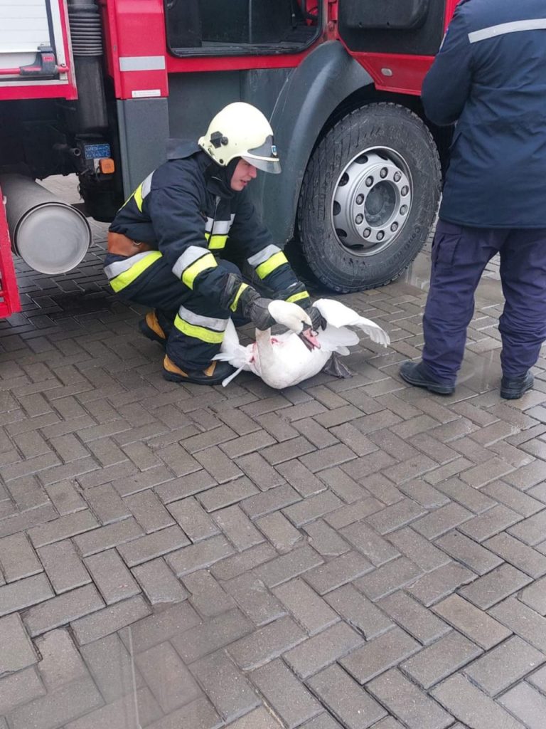 (FOTO) O lebădă a căzut într-un canal de evacuare a apei, la Edineț și și-a frânt o aripă