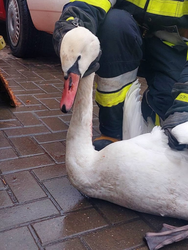 ФОТО) В Единцах спасатели вытащили лебедя, застрявшего в водостоке -  NewsMaker