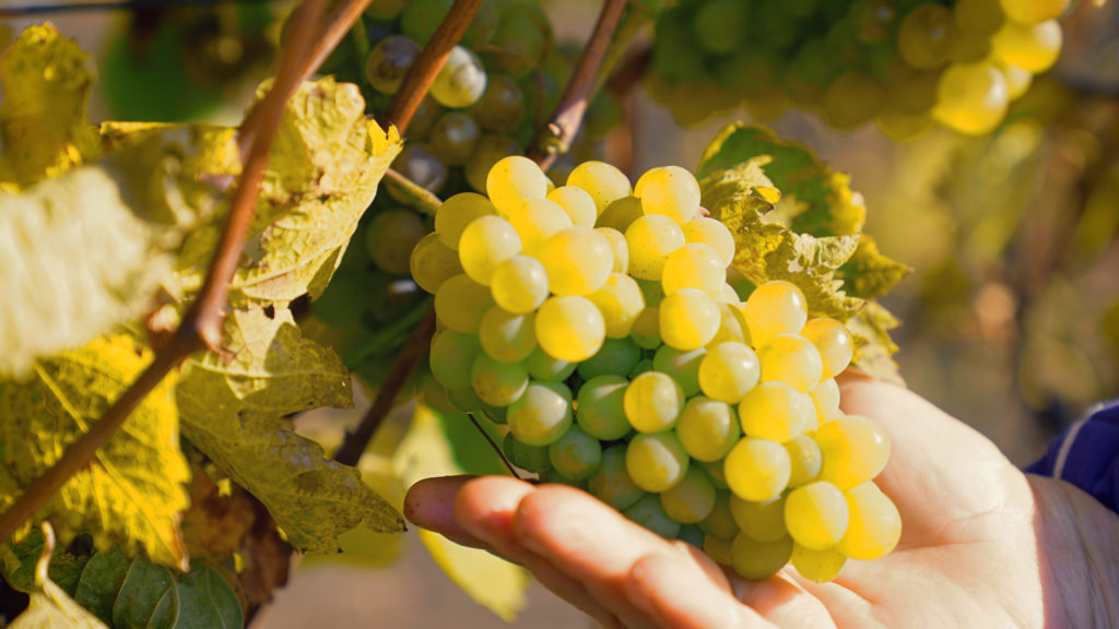 Un vin spumant moldovenesc s-a clasat în TOP 50 vinuri ale lumii conform concursului internațional desfășurat în Canada