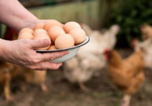 Moldovenii au consumat, într-un singur an, 604 mln de ouă: câte sunt de origine locală 