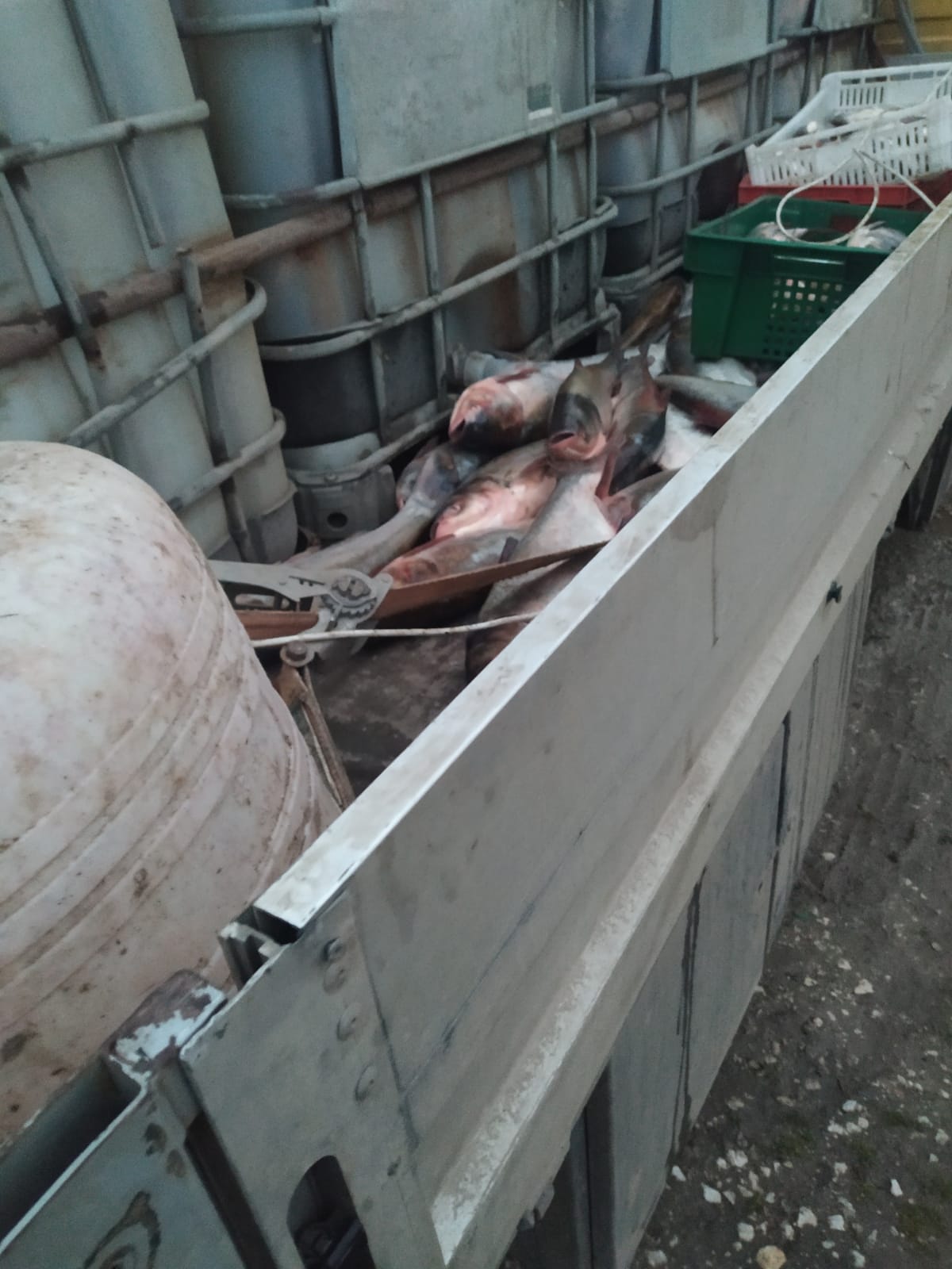 FOTO Cum transportă comercianții din Moldova peștele viu. Verificări în mai multe regiuni din țară