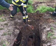 (ВИДЕО) В Фалештском районе спасатели вытащили лошадь, которая упала в яму