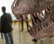 В Швейцарии на аукцион выставили скелет самого известного динозавра Tirannosaurus Rex