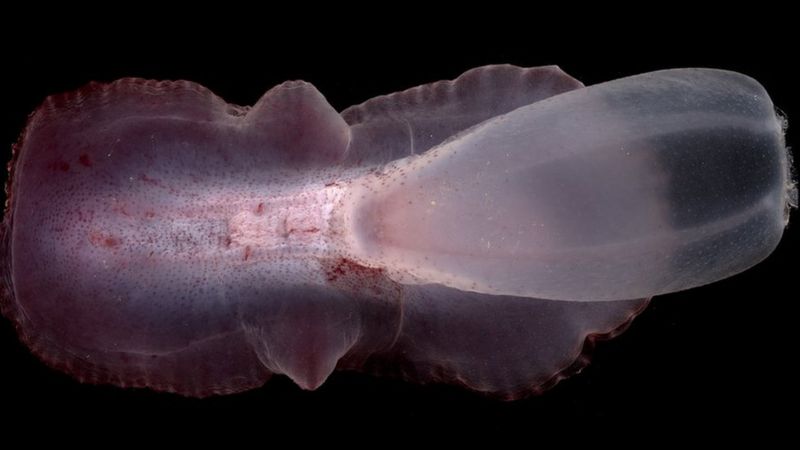 (ФОТО) На дне Тихого океана обнаружили 5 тыс. ранее неизвестных существ