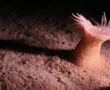 (ФОТО) На дне Тихого океана обнаружили 5 тыс. ранее неизвестных существ