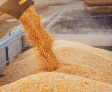 Компания, связанная с семьей Ирины Влах, в 36 раз увеличила объем экспорта зерна в 2023 году