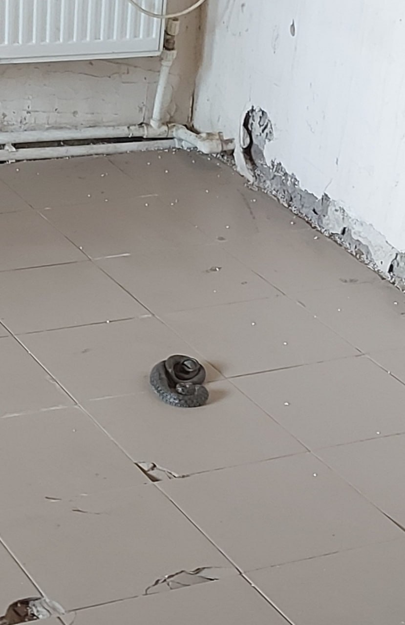 FOTO Un șarpe a pătruns în interiorul unui oficiu din Bălți. Salvatorii au intervenit 