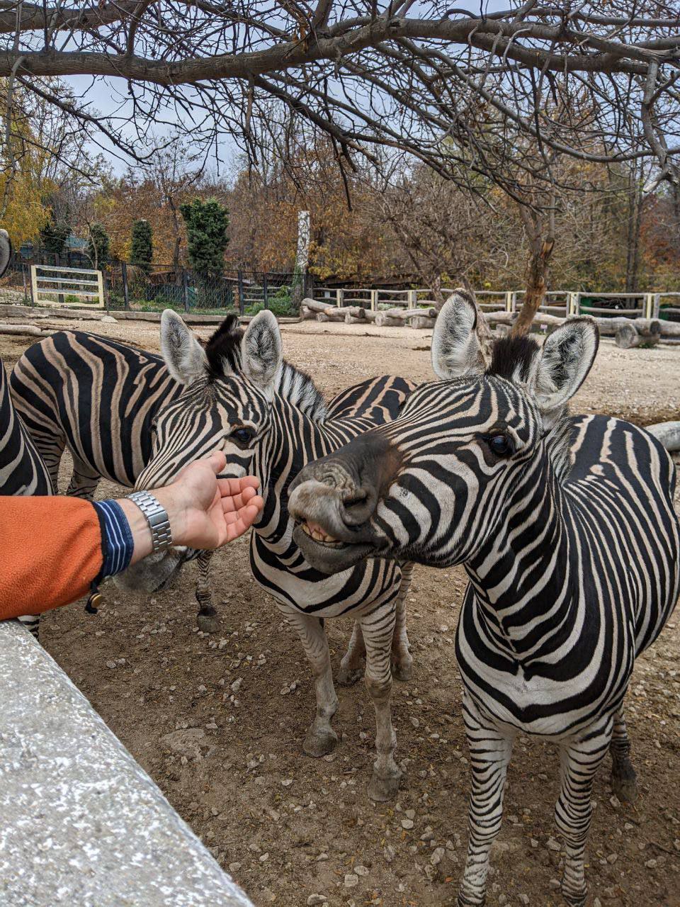 Grădina Zoologică din Chișinău împlinește 45 de ani. Persoanele cu nume de animale vor intra gratuit pe 9 mai