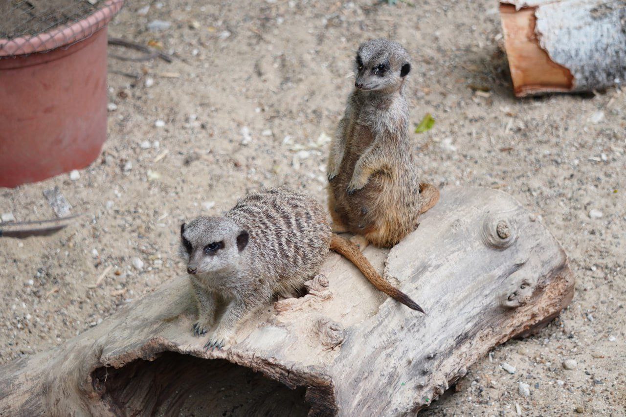 Grădina Zoologică din Chișinău împlinește 45 de ani. Persoanele cu nume de animale vor intra gratuit pe 9 mai